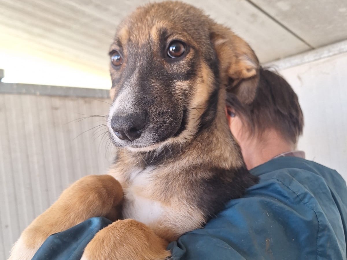 Adotta un cane, maschio, 3 mesi, Frosinone