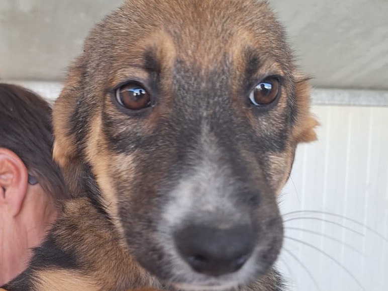 Adotta un cane, taglia media, maschio, Frosinone