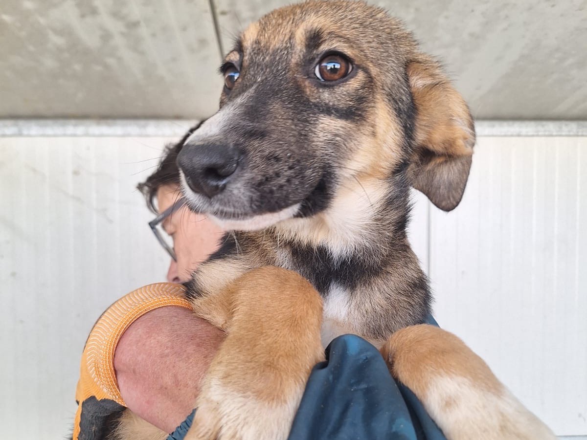 Vuoi adottare un cane a Frosinone?