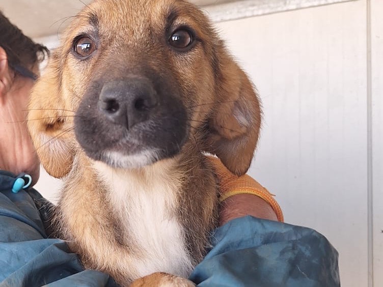 Adozione cane, maschio, Razza sconosciuta Razza sconosciuta, 3 mesi, taglia media, Frosinone