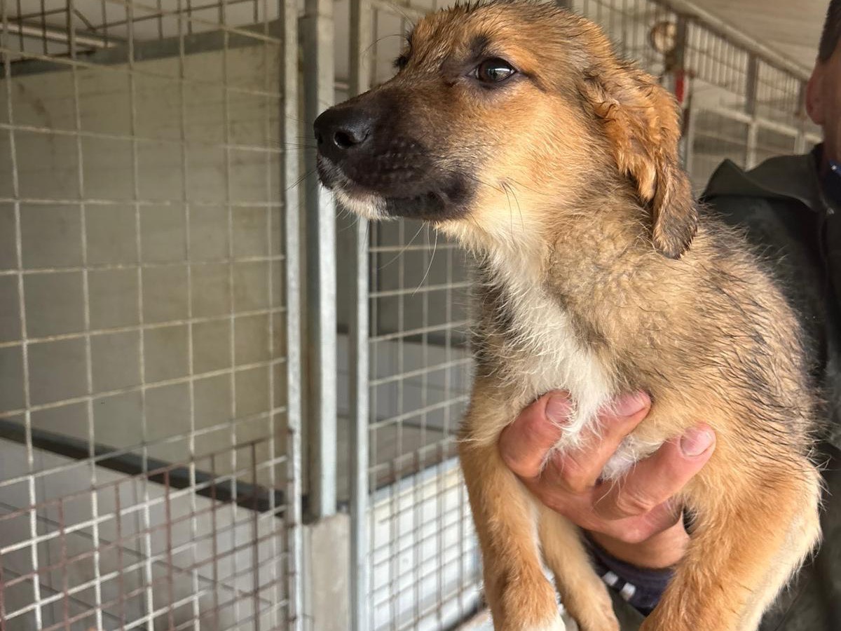 Adotta un cane, maschio, 3 mesi, Frosinone