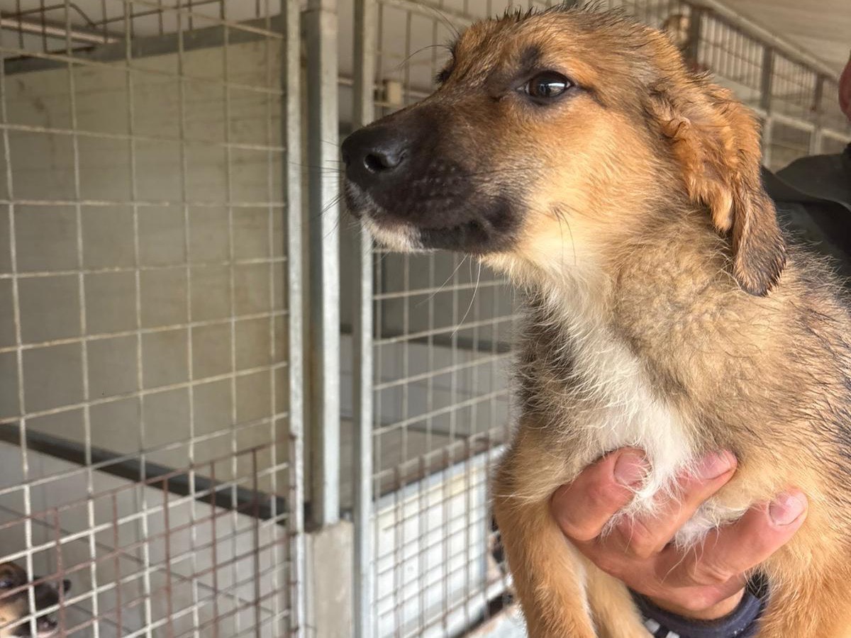 Adotta un cane, taglia media, maschio, Frosinone
