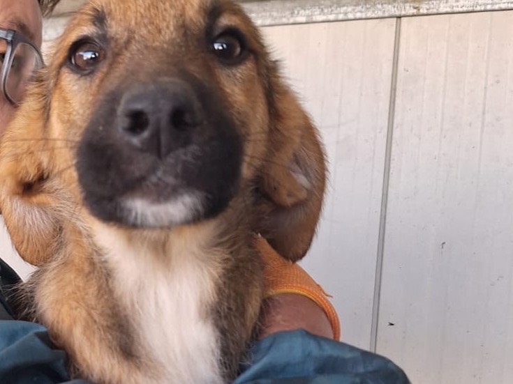 Vuoi adottare un cane a Frosinone?