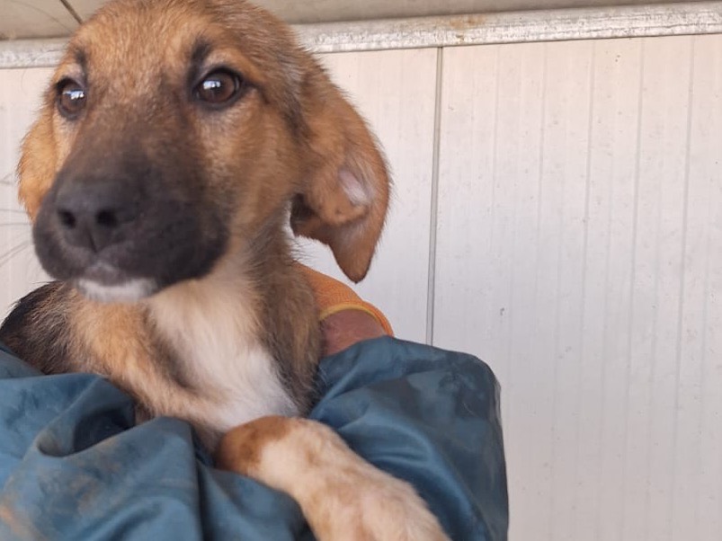 Adotta il cane Mocky a Frosinone