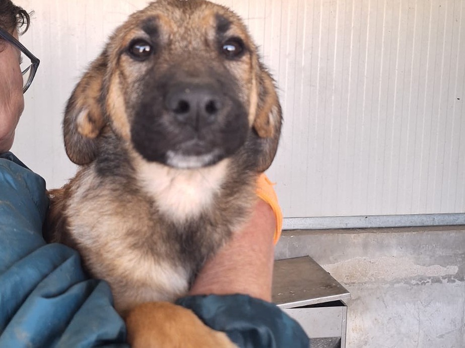 Adotta un cane, femmina, 3 mesi, Frosinone