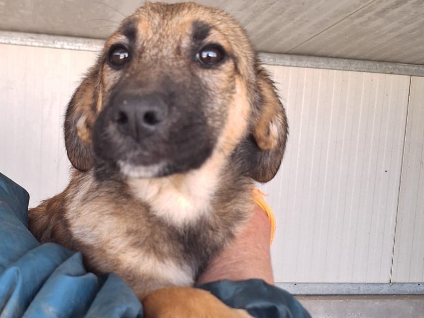 Adotta un cane, taglia media, femmina, Frosinone