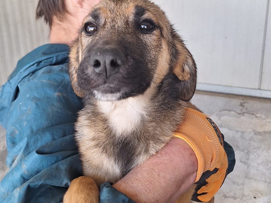 Vuoi adottare un cane a Frosinone?