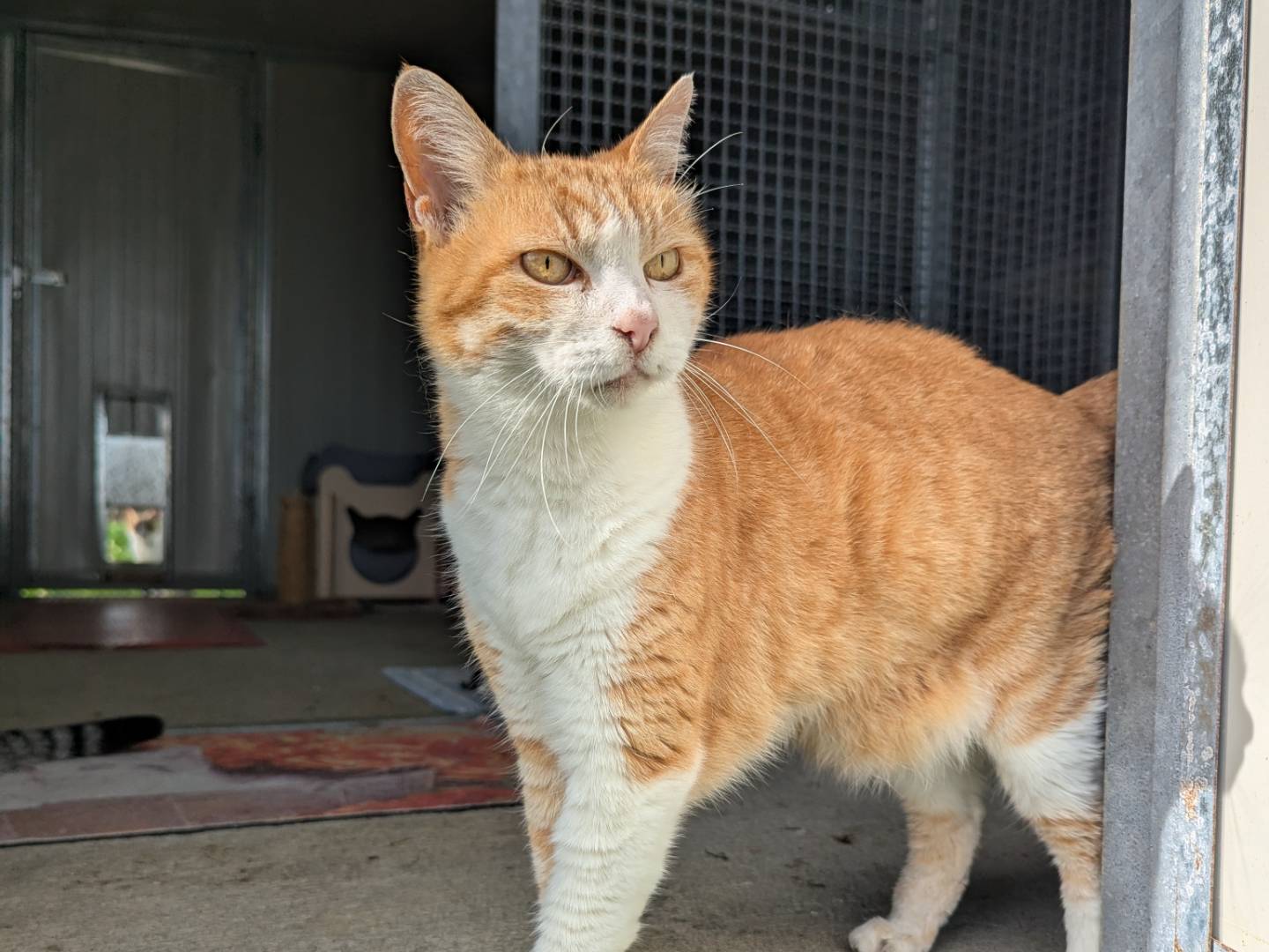 Adozione gatto, femmina, Razza sconosciuta Razza sconosciuta, 3 anni e 10 mesi, taglia non valida, Pisa
