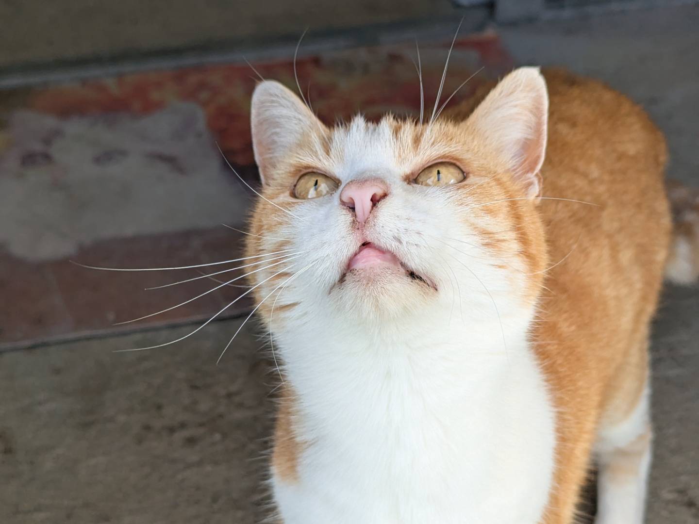 Adotta un gatto, taglia non valida, femmina, Pisa