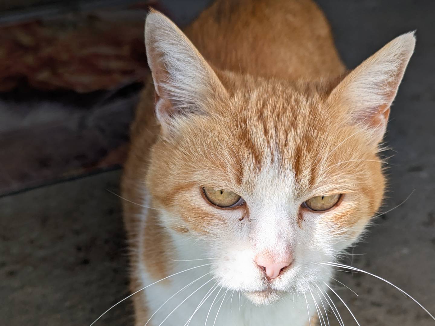 Vuoi adottare un gatto a Pisa?