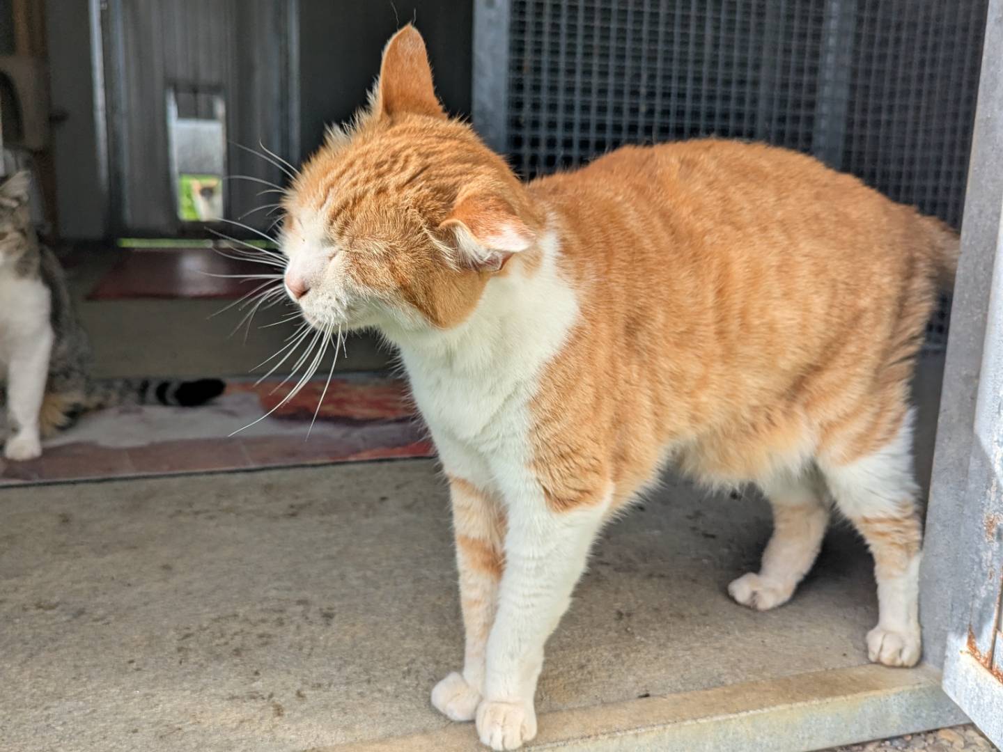 Adotta il gatto Scarlett  a Pisa