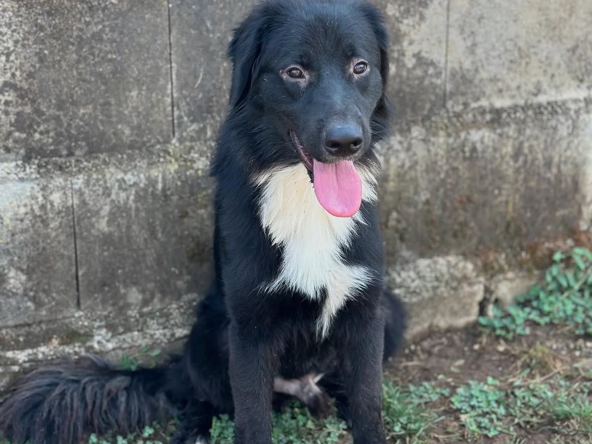 Adozione cane, maschio, Razza sconosciuta Razza sconosciuta, 2 anni e 4 mesi, taglia media, Frosinone