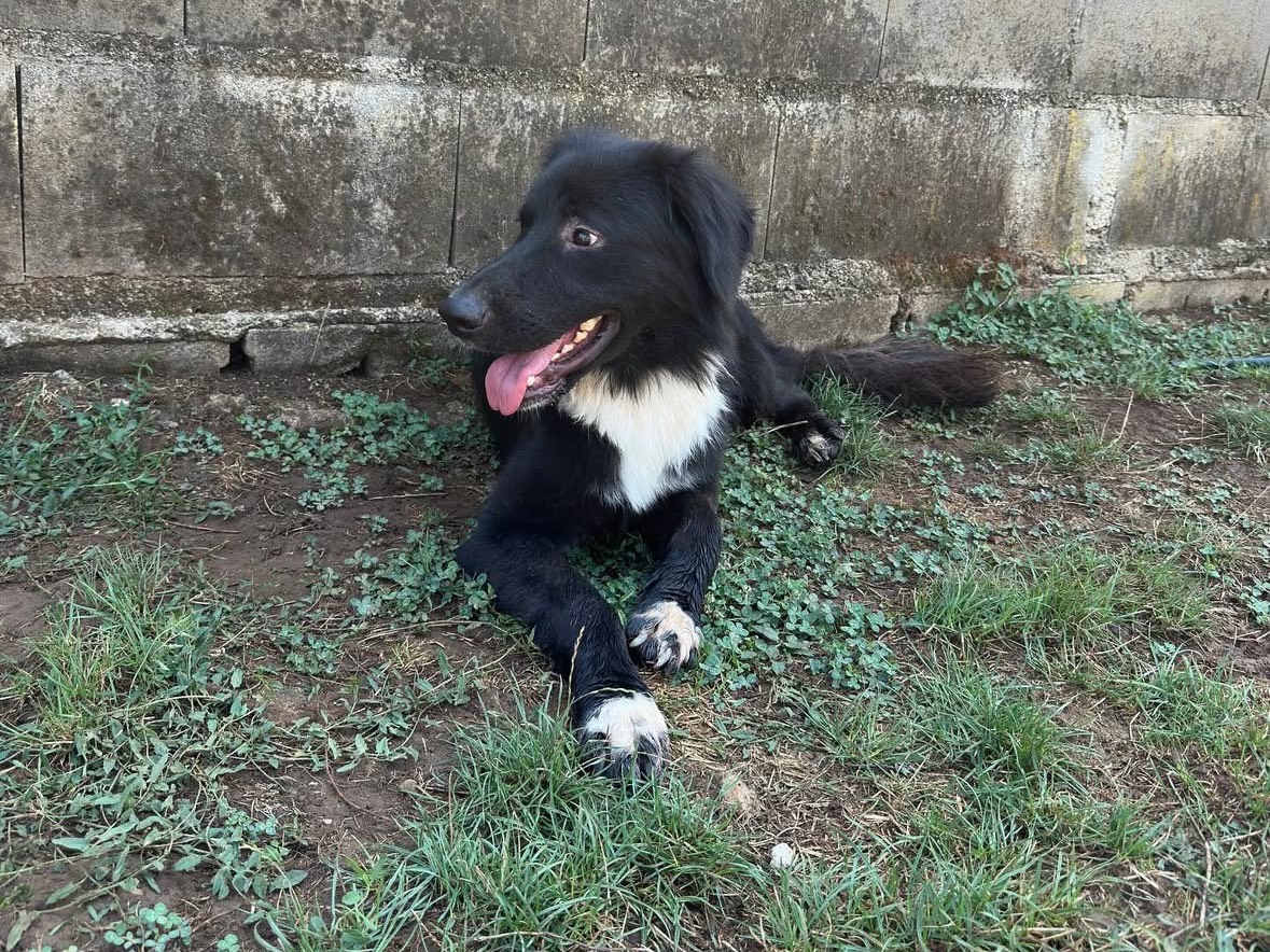 Adotta un cane, taglia media, maschio, Frosinone