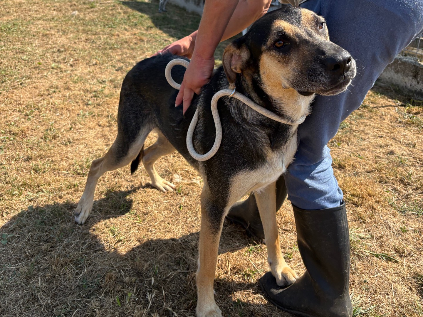 Vuoi adottare un cane a Frosinone?