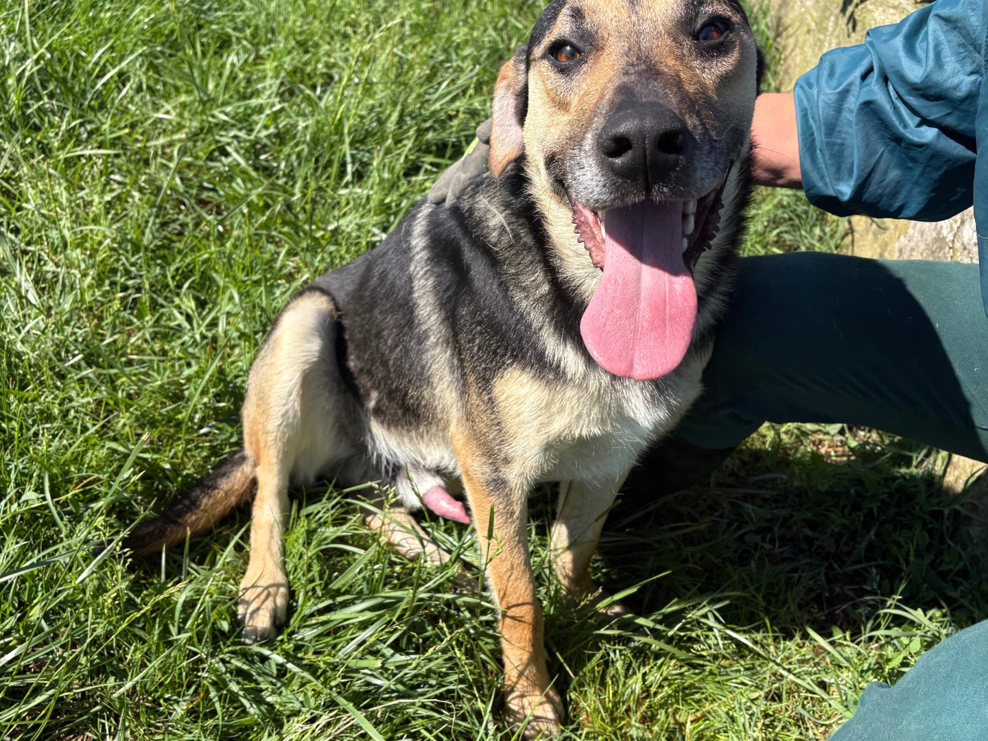 Adotta il cane Oliver a Frosinone