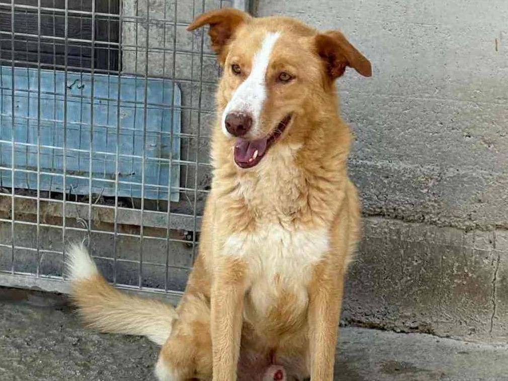 Adozione cane, maschio, Razza sconosciuta Razza sconosciuta, 4 anni e 9 mesi, taglia media, Firenze