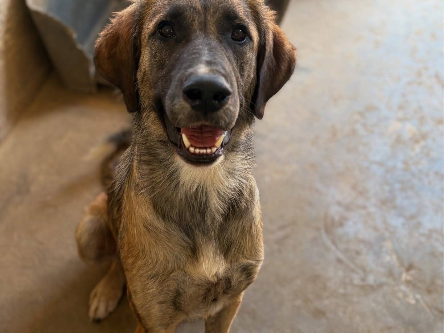 Vuoi adottare un cane a Firenze?