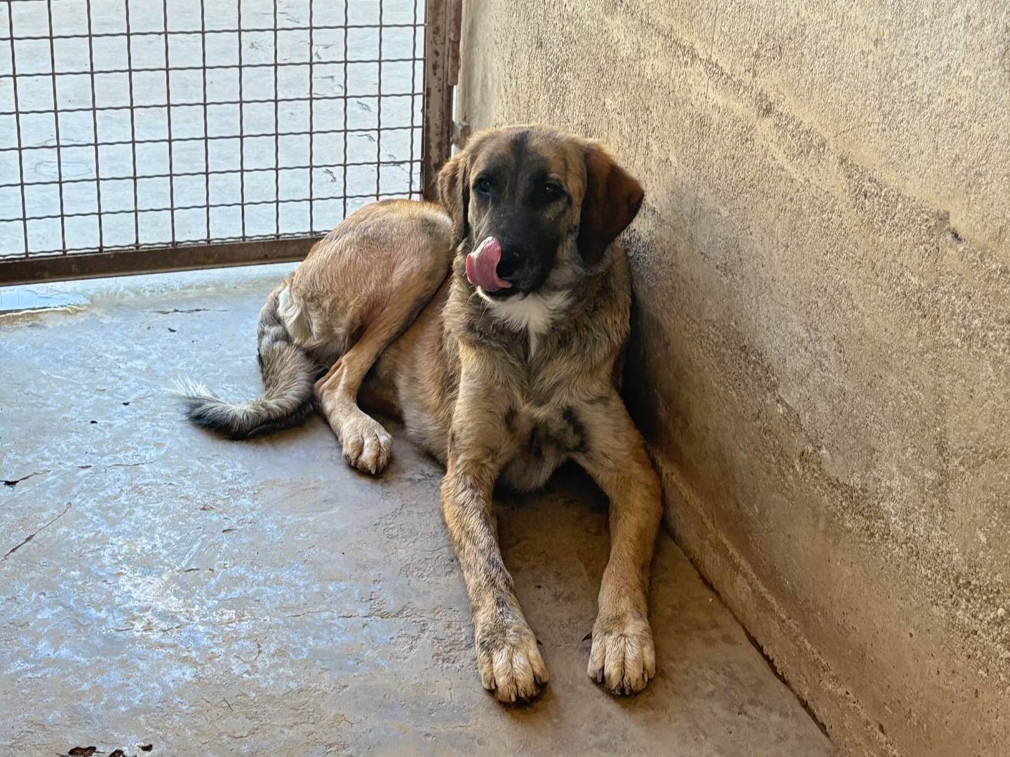 Adotta il cane NAIKE a Firenze