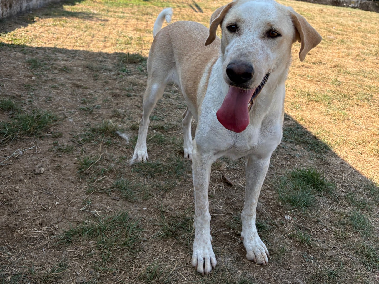 Adotta un cane, femmina, 2 anni e 8 mesi, Frosinone