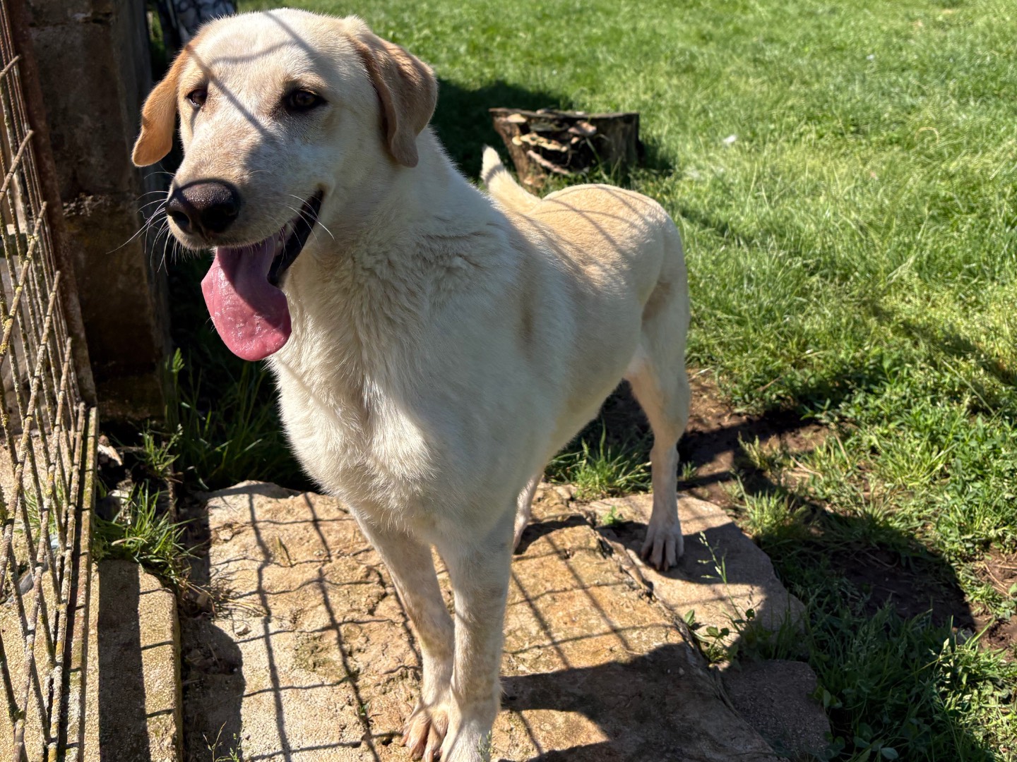 Adotta un cane, taglia media, femmina, Frosinone