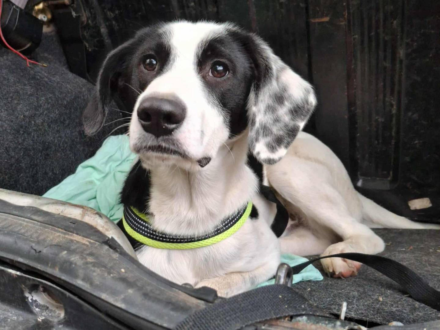 Adozione cane, maschio, Razza sconosciuta Razza sconosciuta, 6 mesi, taglia media, Firenze