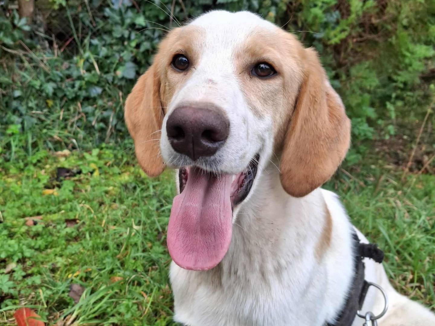 Adotta un cane, maschio, 6 mesi, Firenze