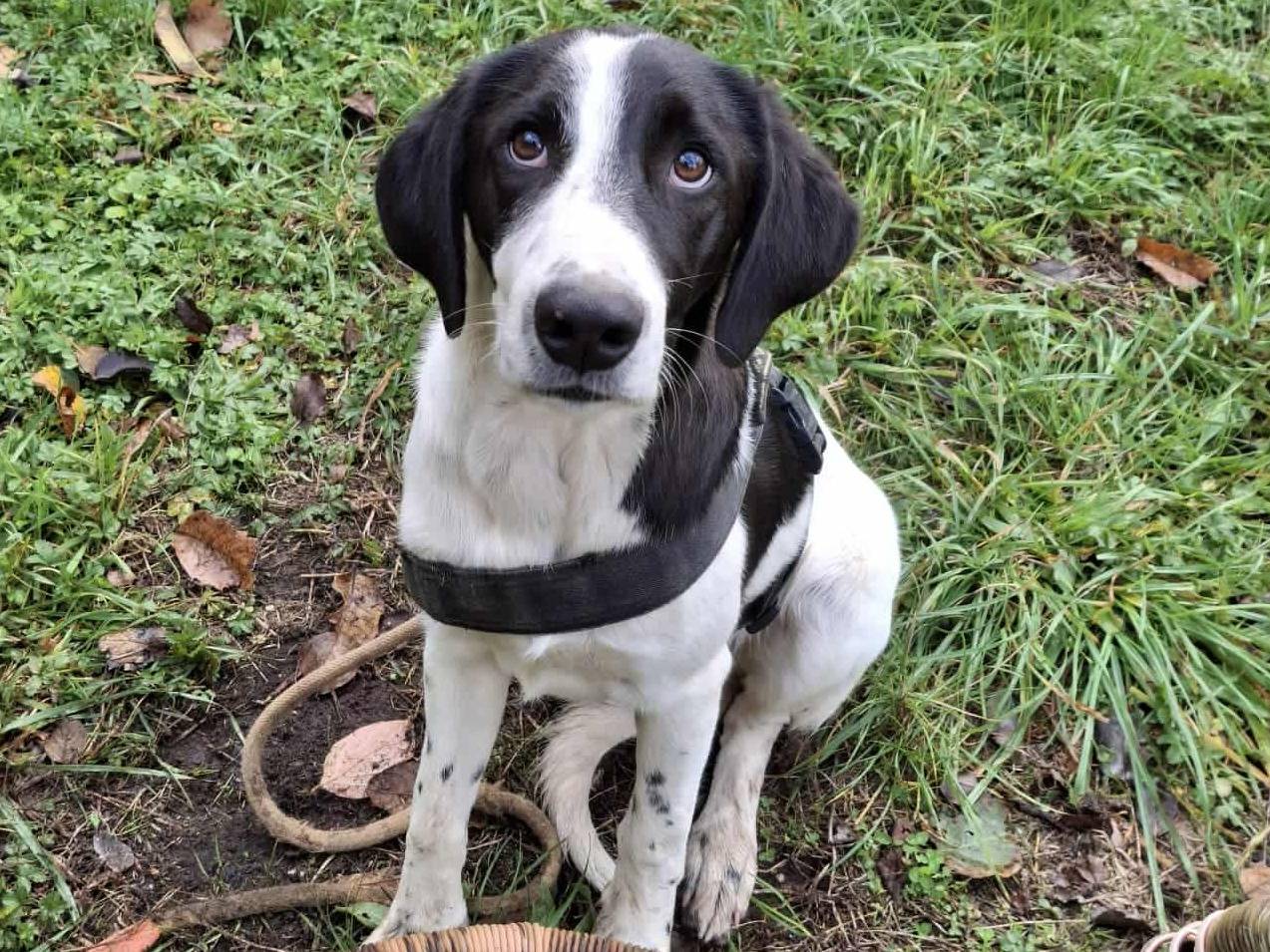 Adotta il cane QUINTETTO A MACCHIOLINE a Firenze