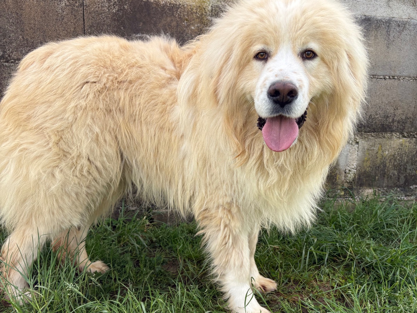 Adozione cane, maschio, Pastore maremmano Razza sconosciuta, 5 anni e 3 mesi, taglia grande, Frosinone