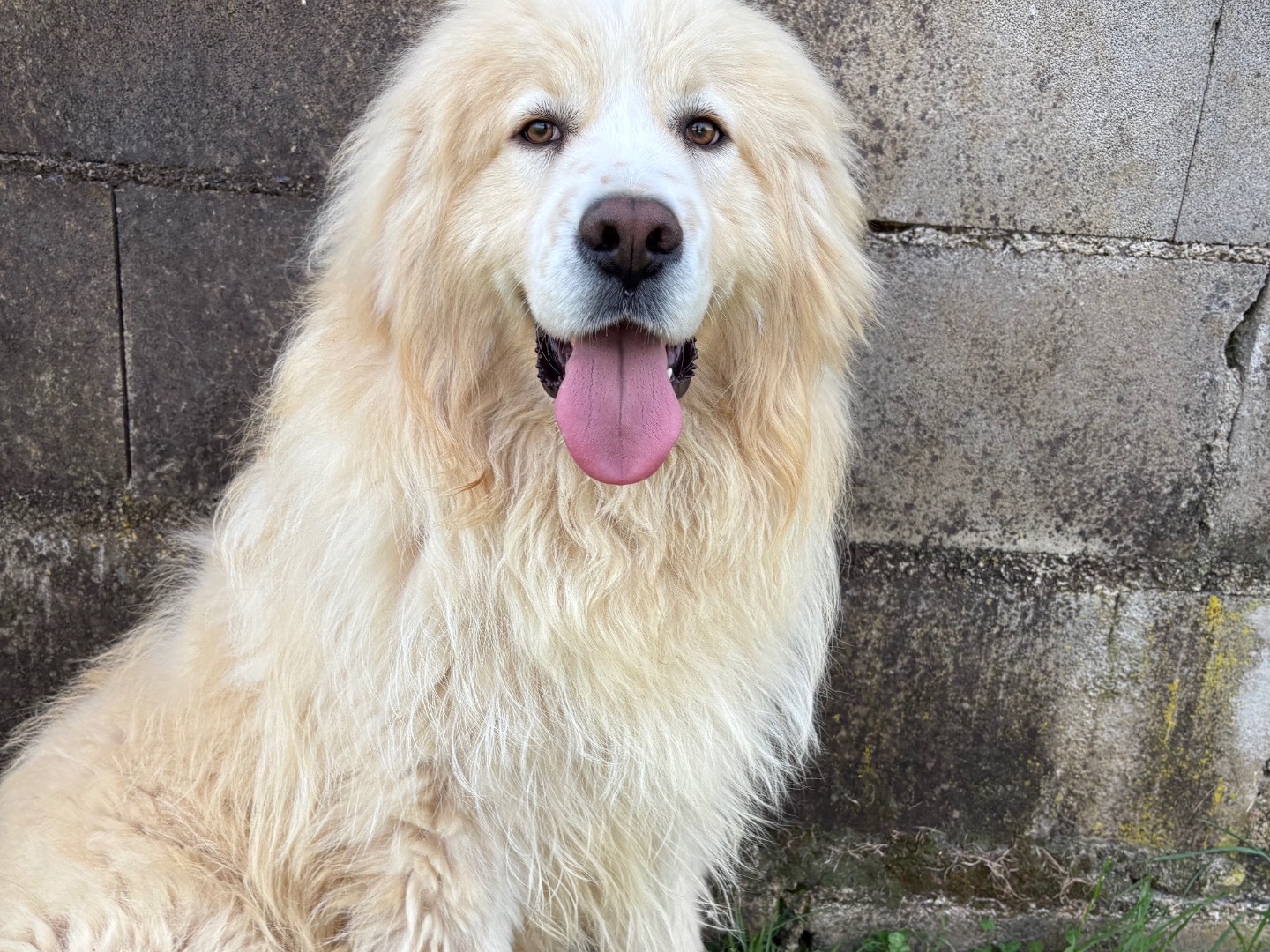 Adotta un cane, maschio, 5 anni e 3 mesi, Frosinone