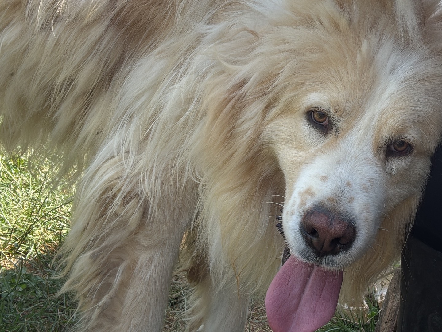 Adotta un cane, taglia grande, maschio, Frosinone