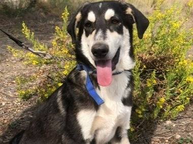 Adozione cane, maschio, Razza sconosciuta Razza sconosciuta, 6 mesi, taglia media contenuta, Siracusa