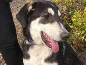 Adotta un cane, maschio, 6 mesi, Siracusa