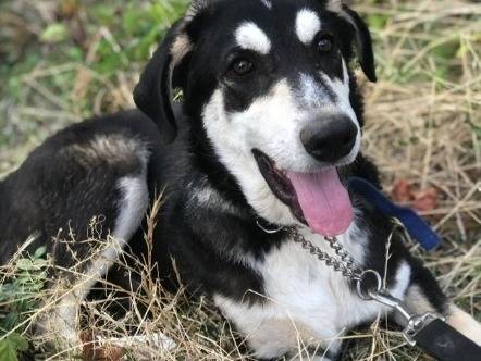 Adotta un cane, taglia media contenuta, maschio, Siracusa