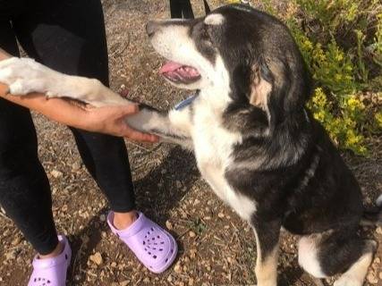 Vuoi adottare un cane a Siracusa?