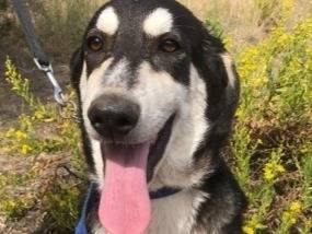 Adotta il cane Buddy mix Australian Shepherd  a Siracusa