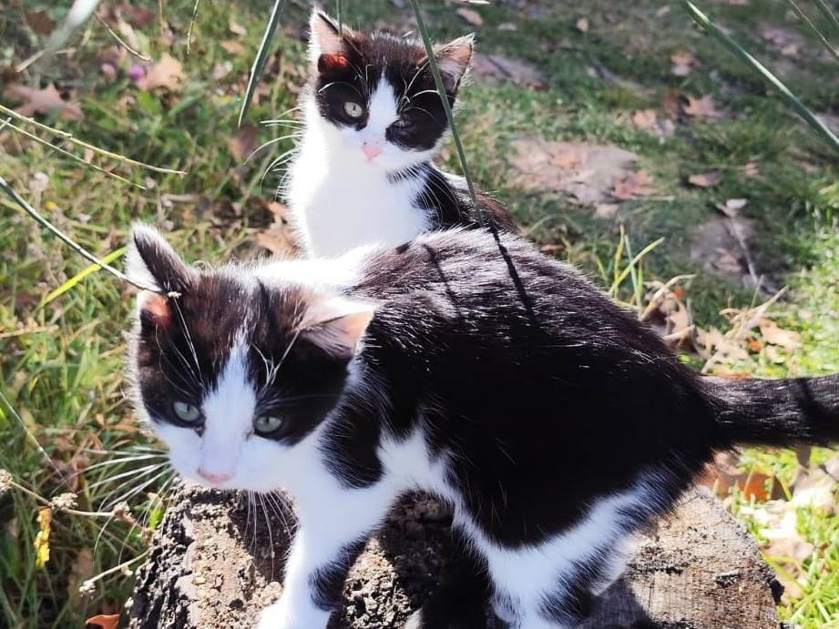 Adozione gatto, maschio, Razza sconosciuta Razza sconosciuta, 4 mesi, taglia non valida, Rieti
