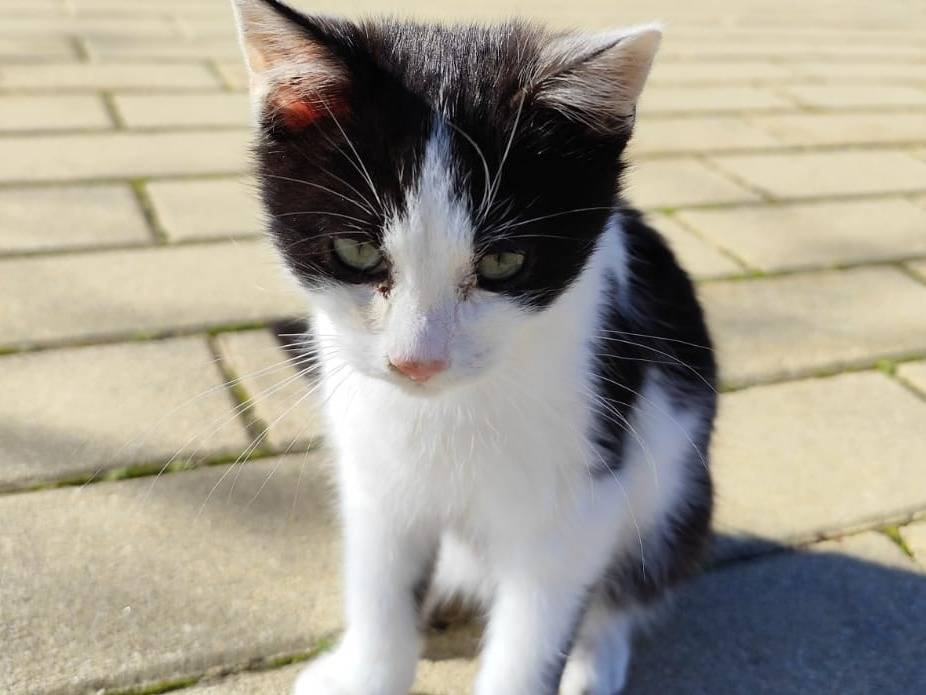 Adotta un gatto, maschio, 4 mesi, Rieti