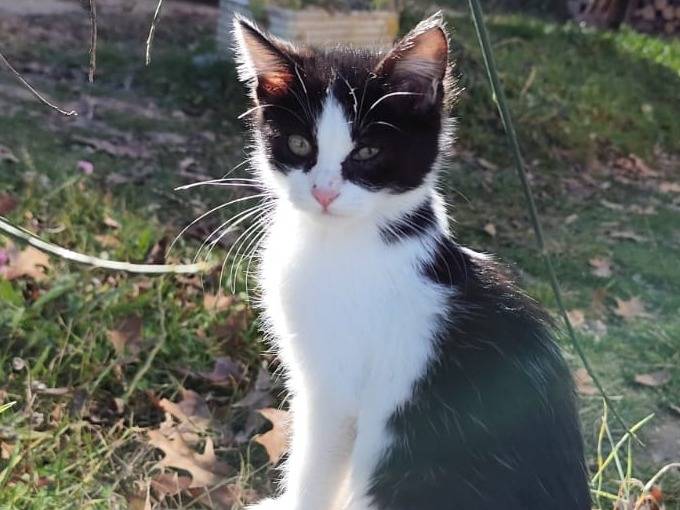 Adotta un gatto, taglia non valida, maschio, Rieti