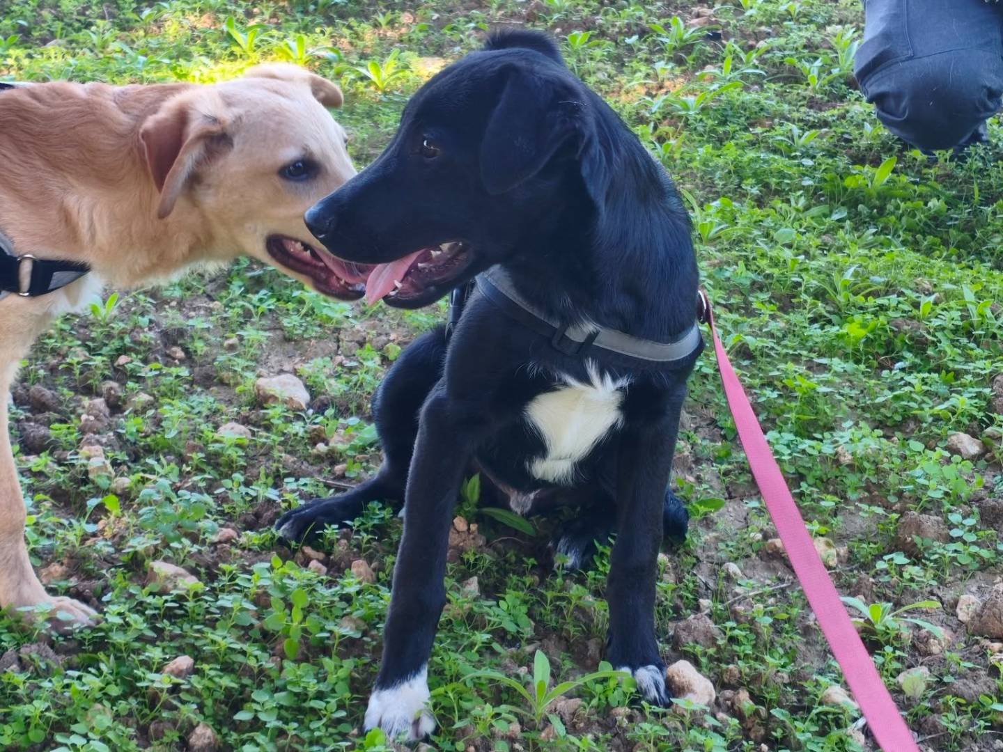 Adotta un cane, maschio, 4 mesi, Taranto