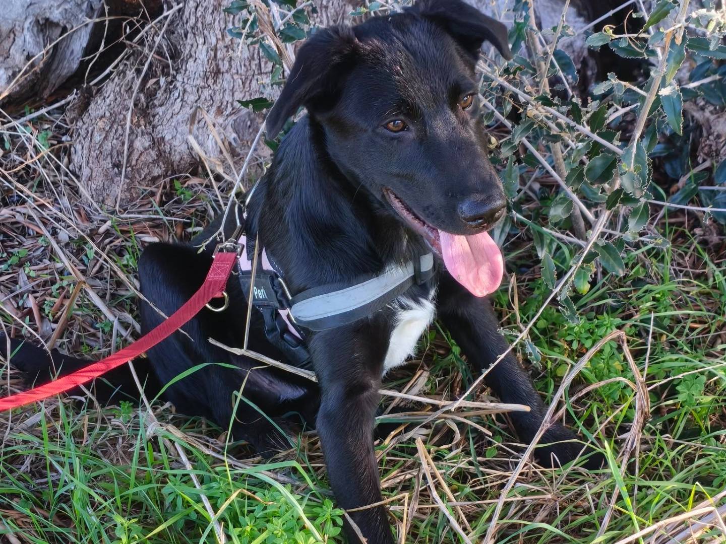 Adotta un cane, taglia media, maschio, Taranto