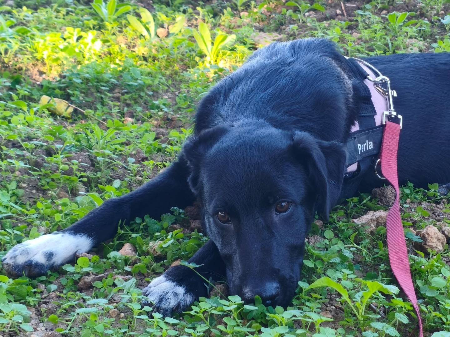 Vuoi adottare un cane a Taranto?