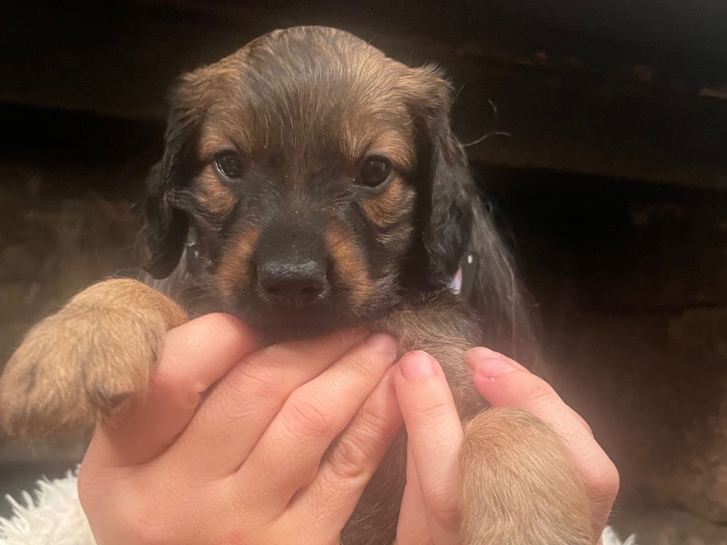 Adozione cane, maschio, Cocker Spaniel Bassotto, 1 mesi, taglia piccola, Roma
