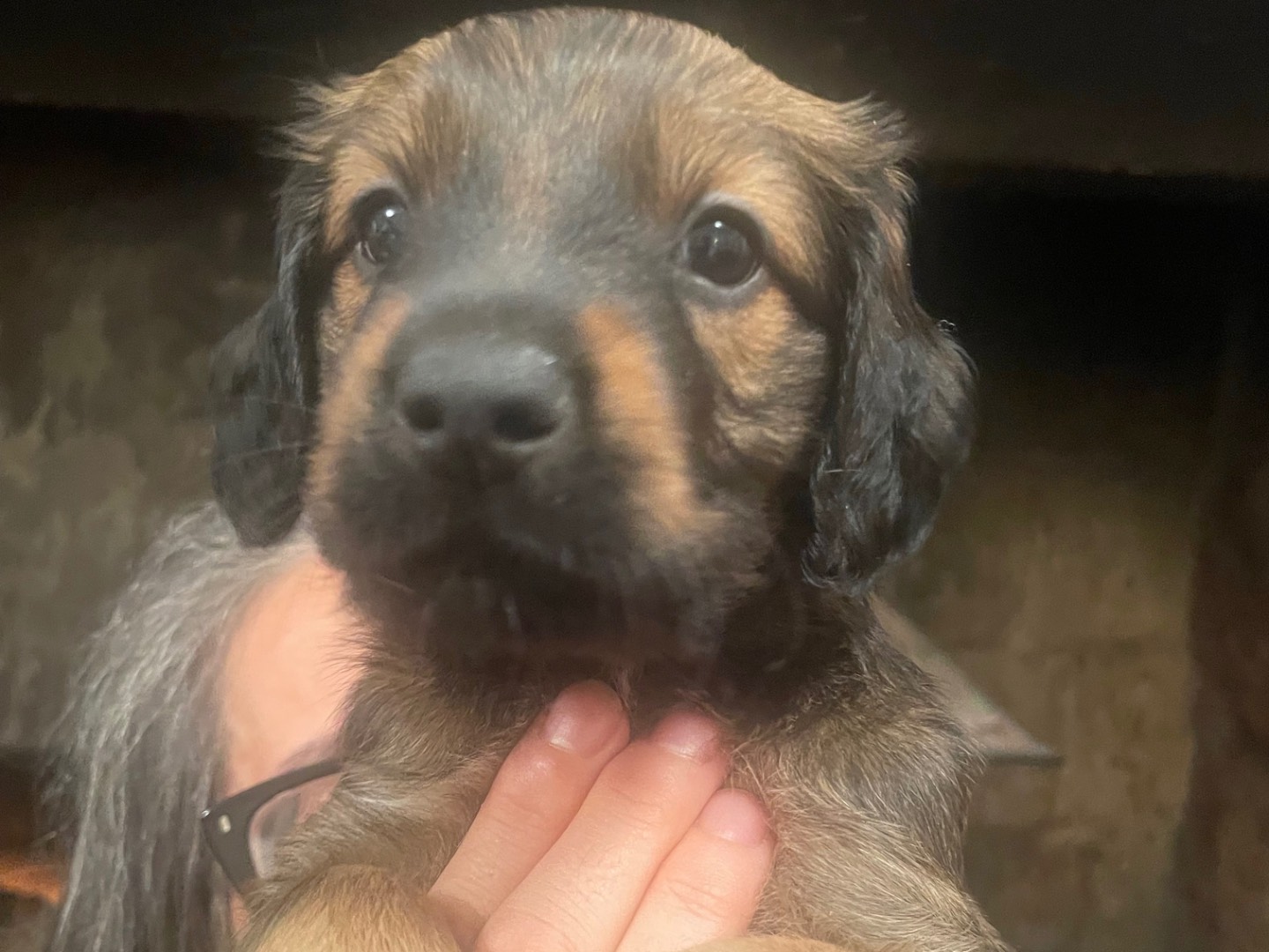 Adotta un cane, maschio, 1 mesi, Roma