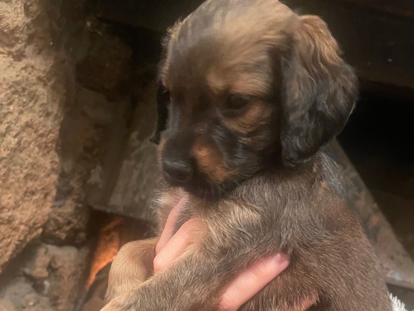 Adotta un cane, taglia piccola, maschio, Roma