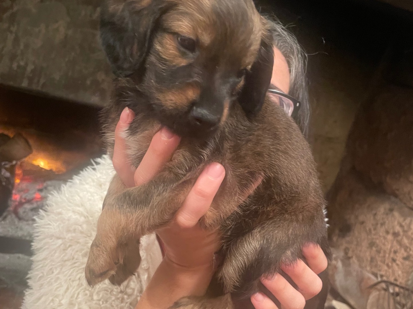 Vuoi adottare un cane a Roma?