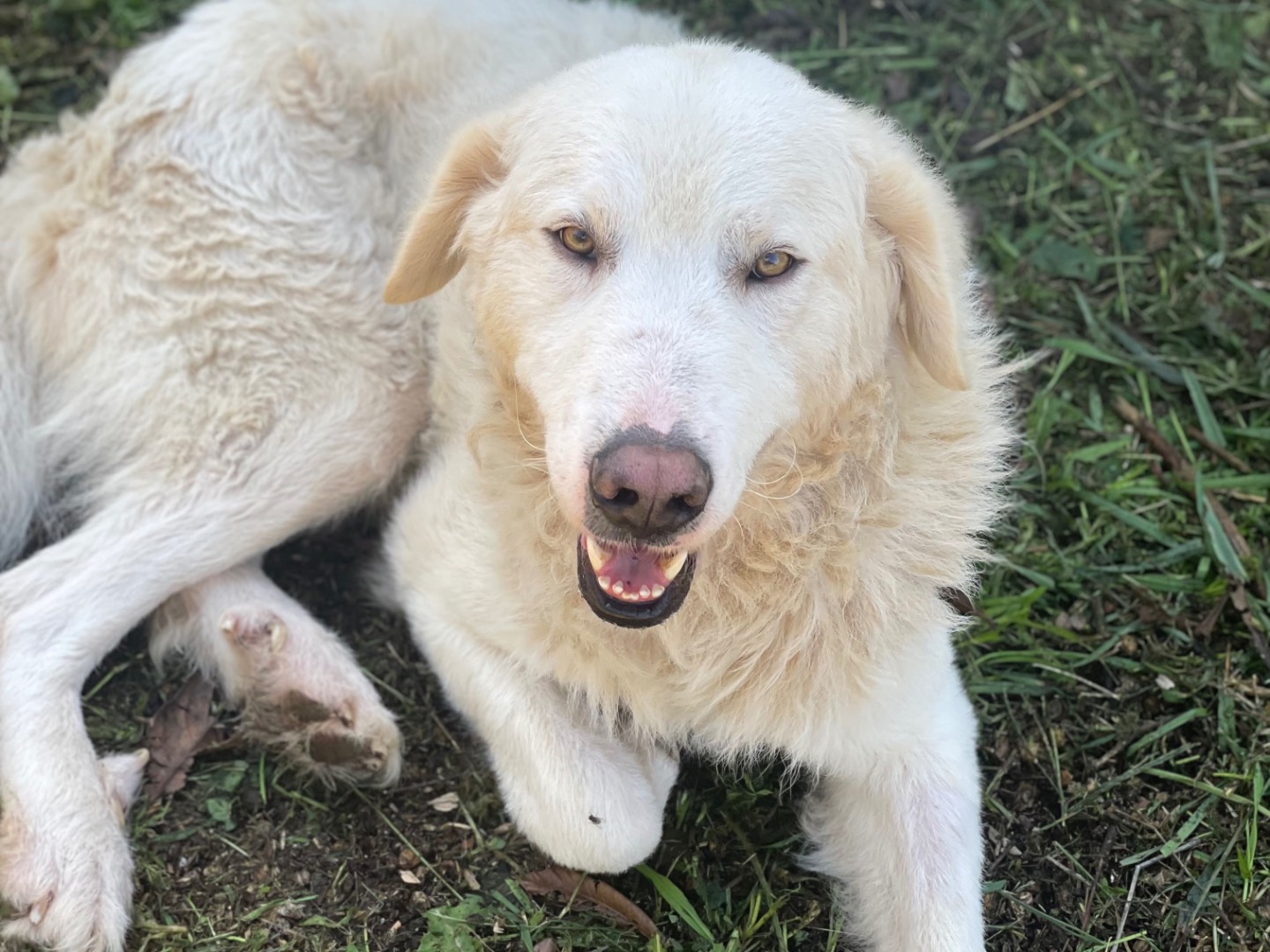 Adozione cane, maschio, Pastore maremmano Razza sconosciuta, 3 anni e 7 mesi, taglia grande, Latina