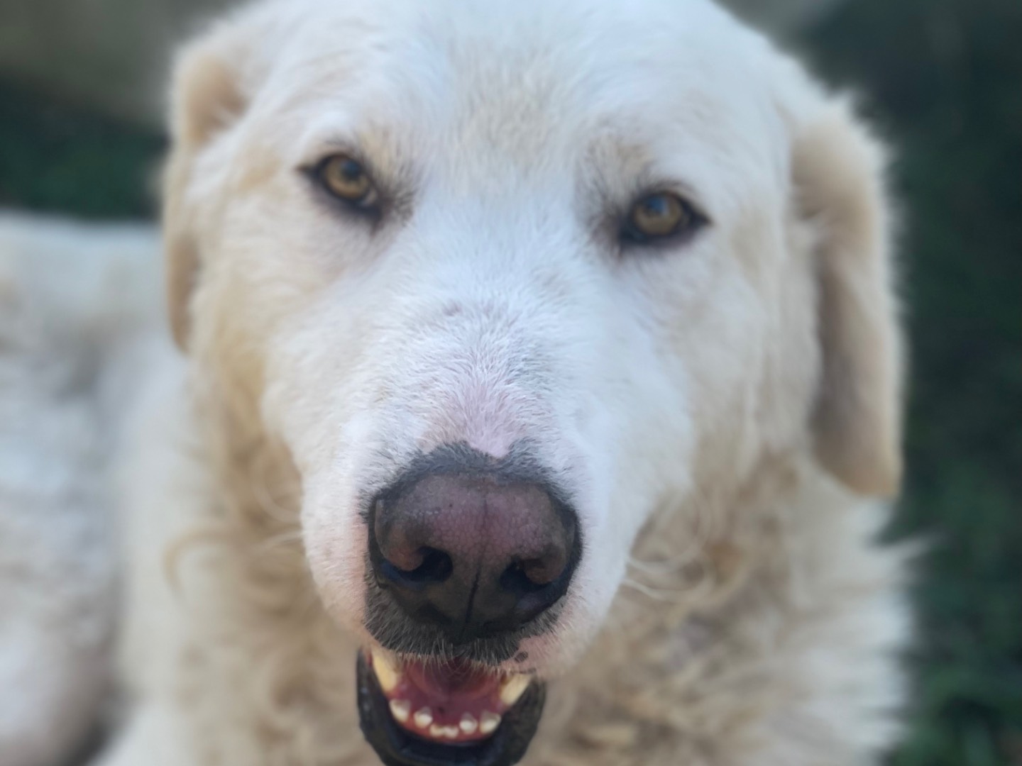 Adotta un cane, maschio, 3 anni e 7 mesi, Latina