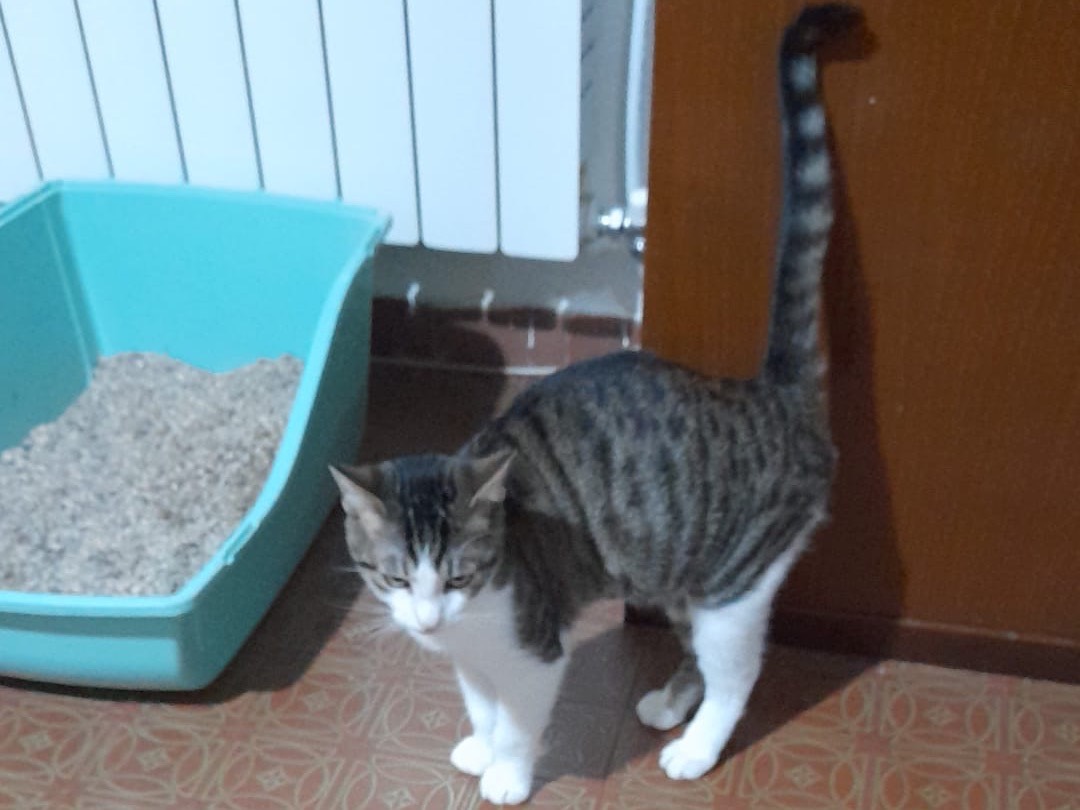 Adozione gatto, femmina, Razza sconosciuta Razza sconosciuta, 5 mesi, taglia non valida, Milano