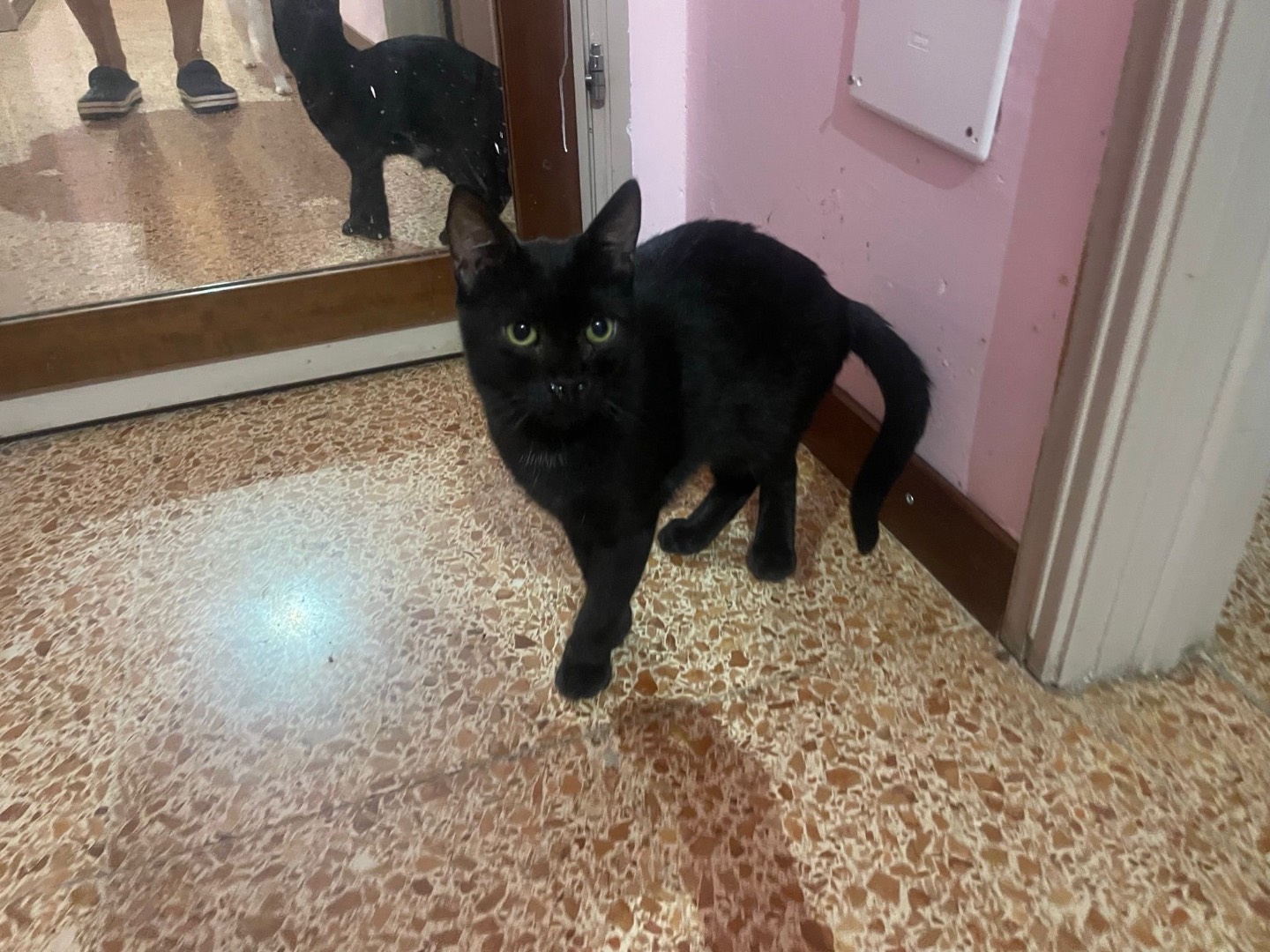 Adozione gatto, maschio, Razza sconosciuta Razza sconosciuta, 5 mesi, taglia non valida, Milano