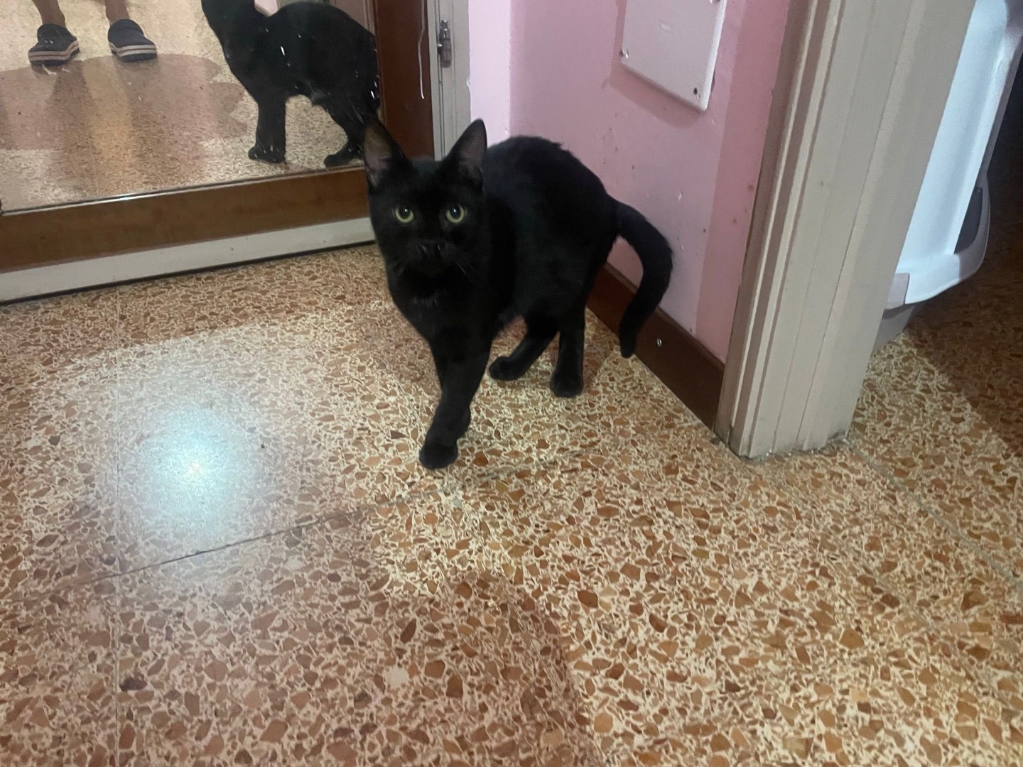 Adotta un gatto, maschio, 5 mesi, Milano